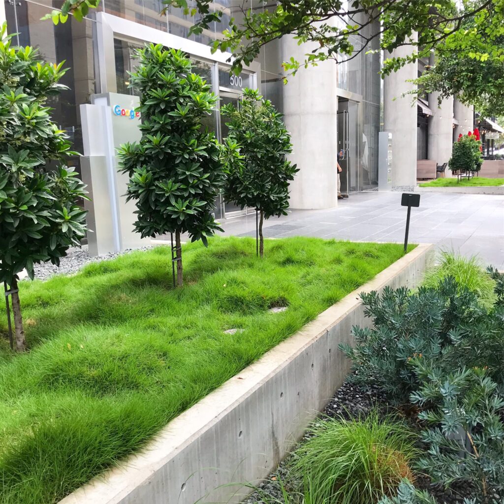 Google Zoysia 1024x1024